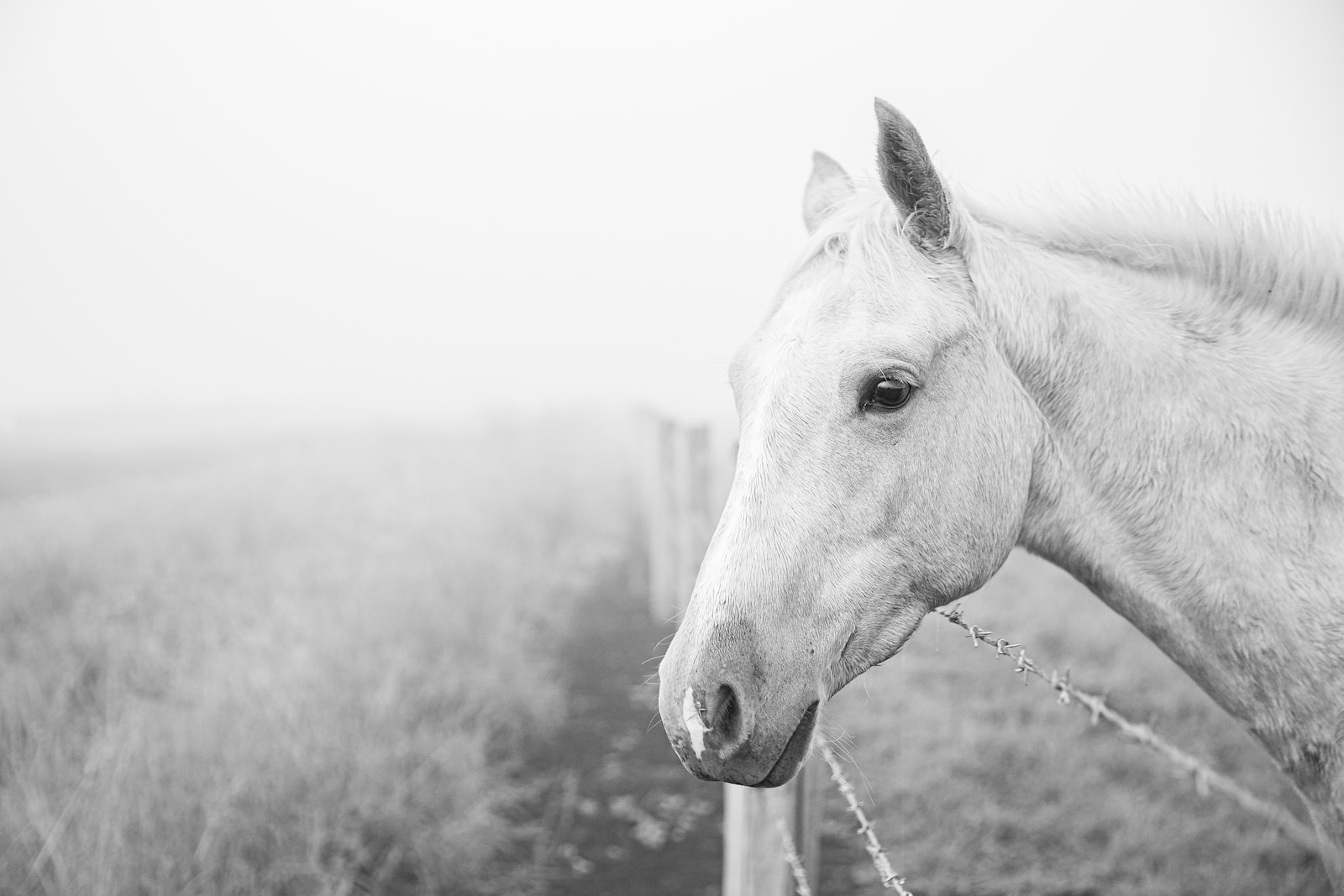 Photo by Matt Palmer a white horse standing next to a wooden fence
