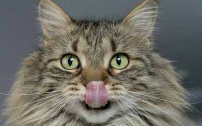 Initiation à la nutrition canine et féline