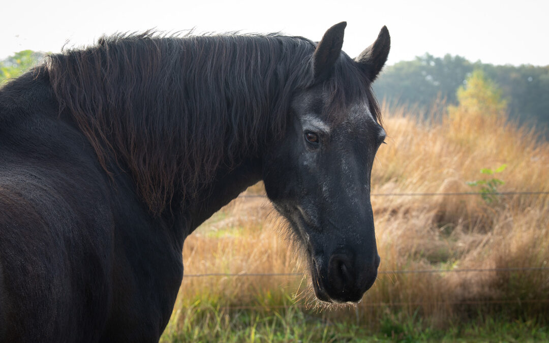 Comment bien accompagner son cheval vieillissant?