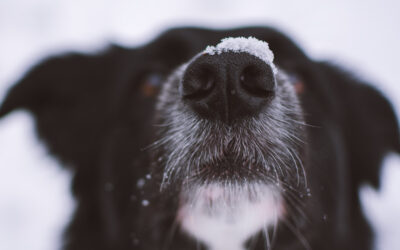 Comment bien accompagner son chien vieillissant?