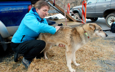 Initiation au massage canin