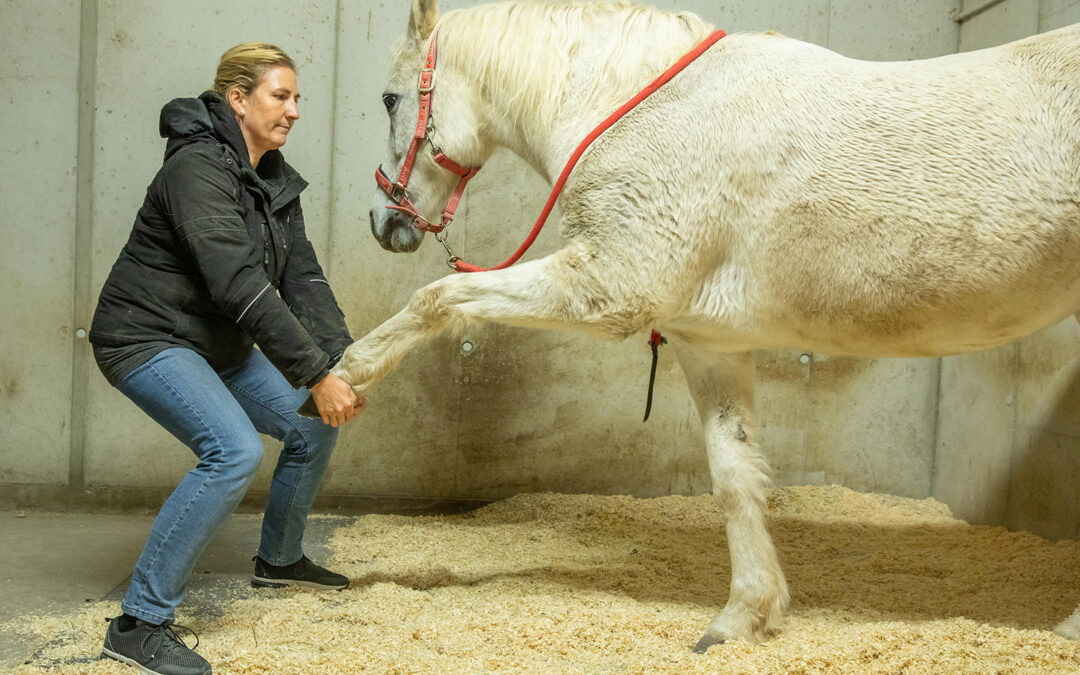 Initiation stretching équin