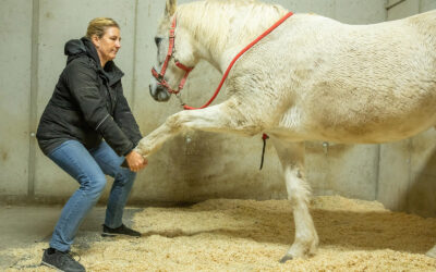 Initiation stretching équin