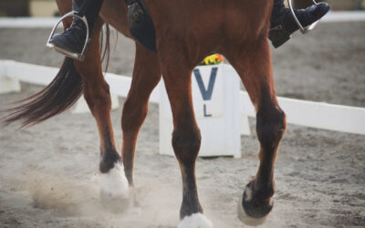 Préparation du cheval de sport