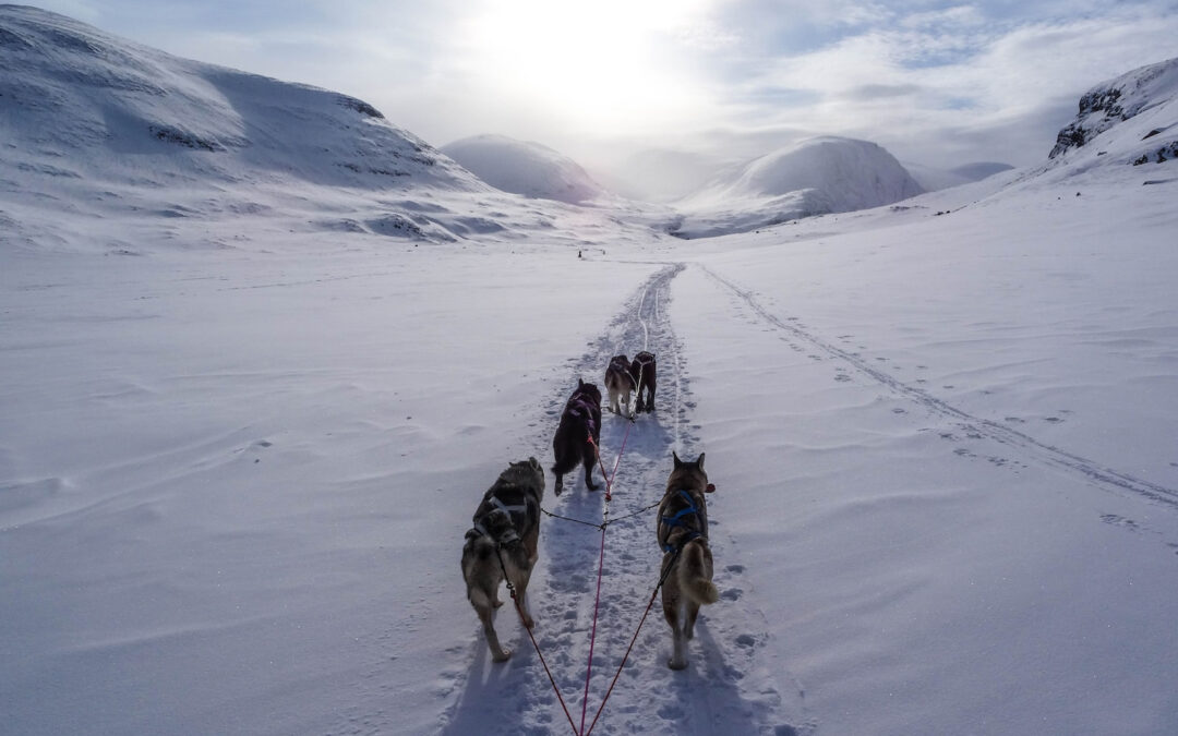 Préparation du chien de sport