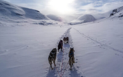 Préparation du chien de sport