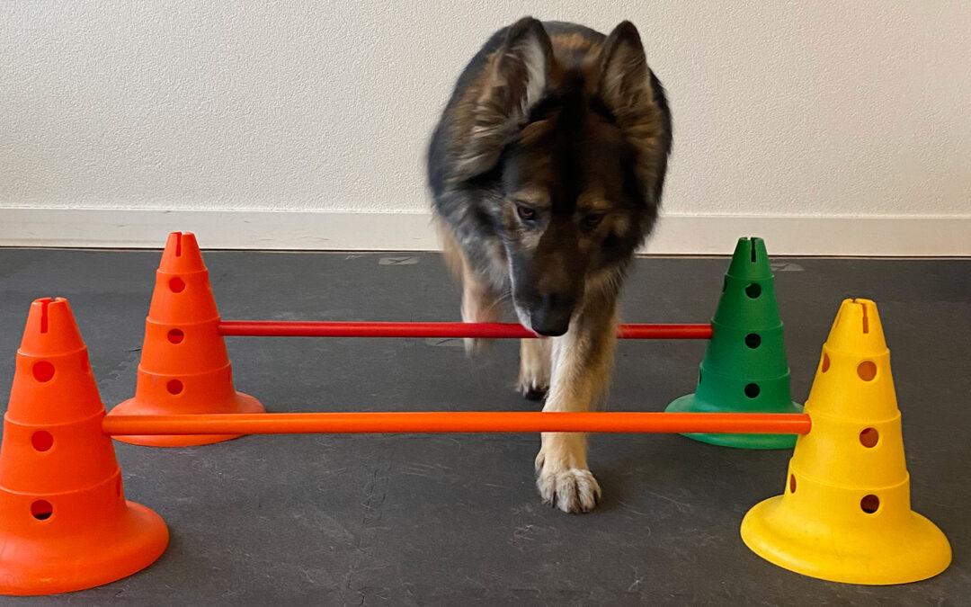 Initiation aux exercices proprioceptifs & fitness canin