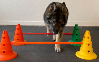 Initiation aux exercices proprioceptifs & fitness canin