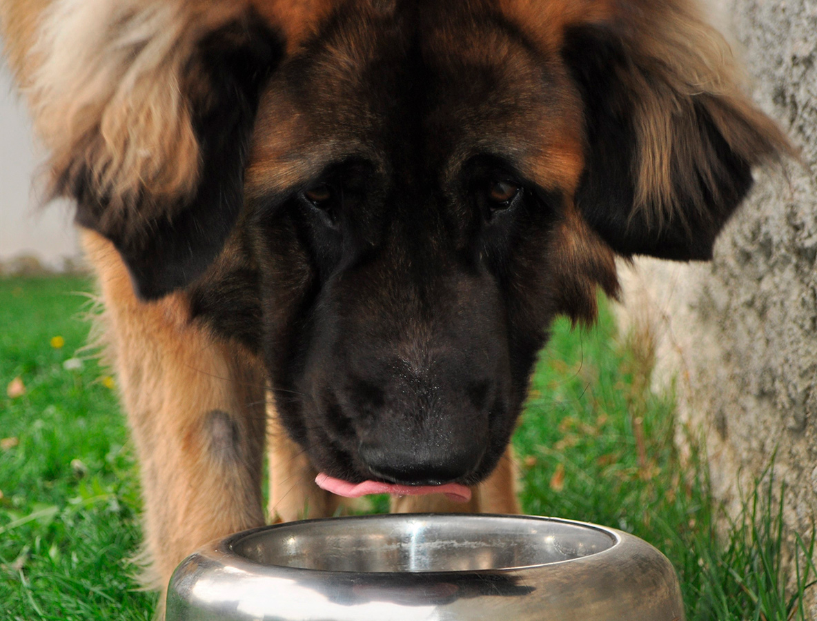 adult chocolate Labrador retriever