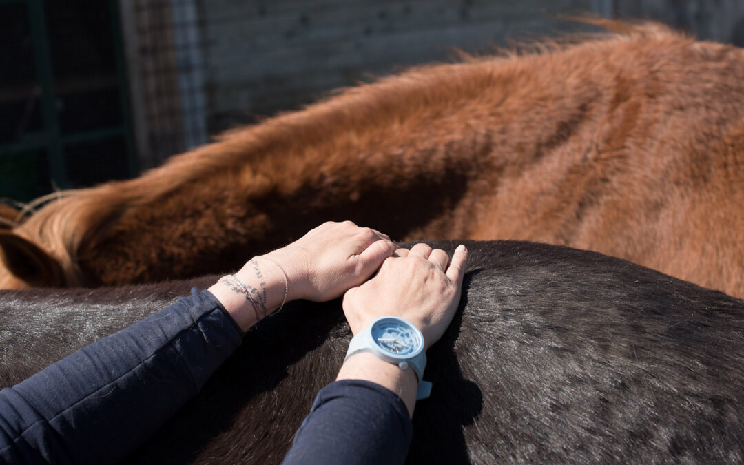 Initiation au massage équin