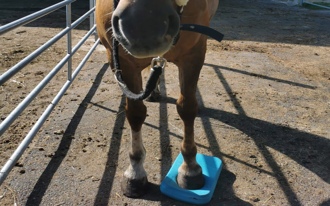 Initiation aux exercices proprioceptifs pour chevaux