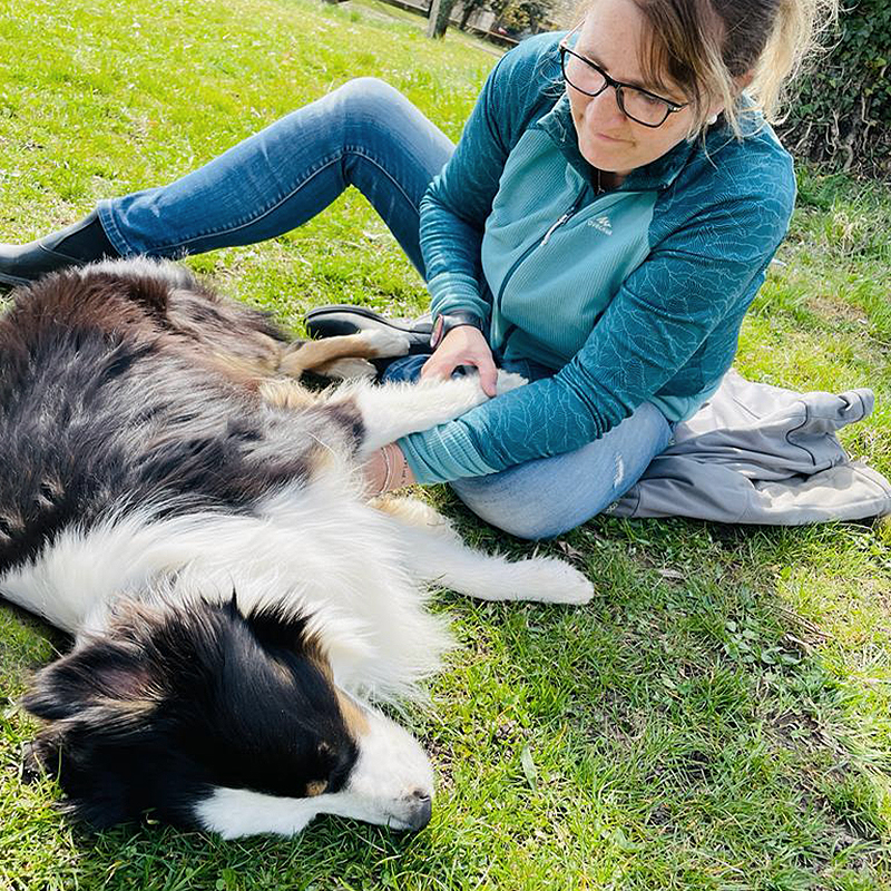 white and black dog jumping forward