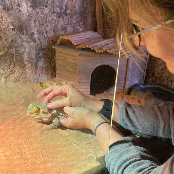 white horse with tongue out